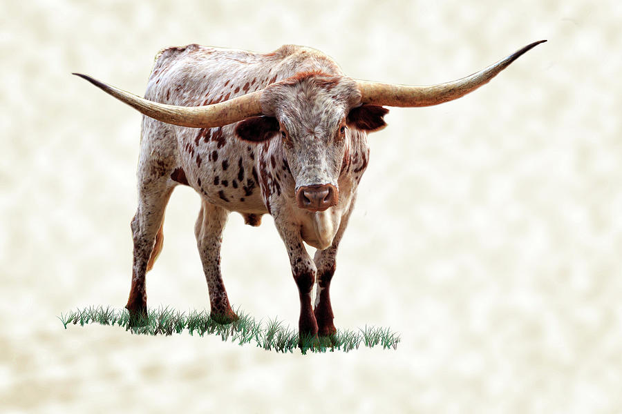 Cow Photograph - East Texas Longhorn With Tan Texture by James Eddy
