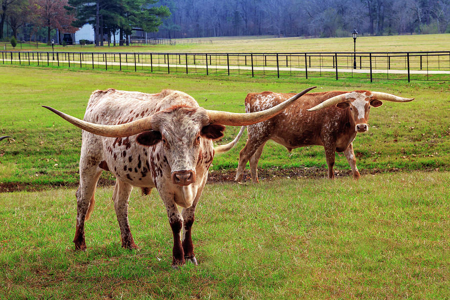 Cow Photograph - East Texas Longhorns by James Eddy