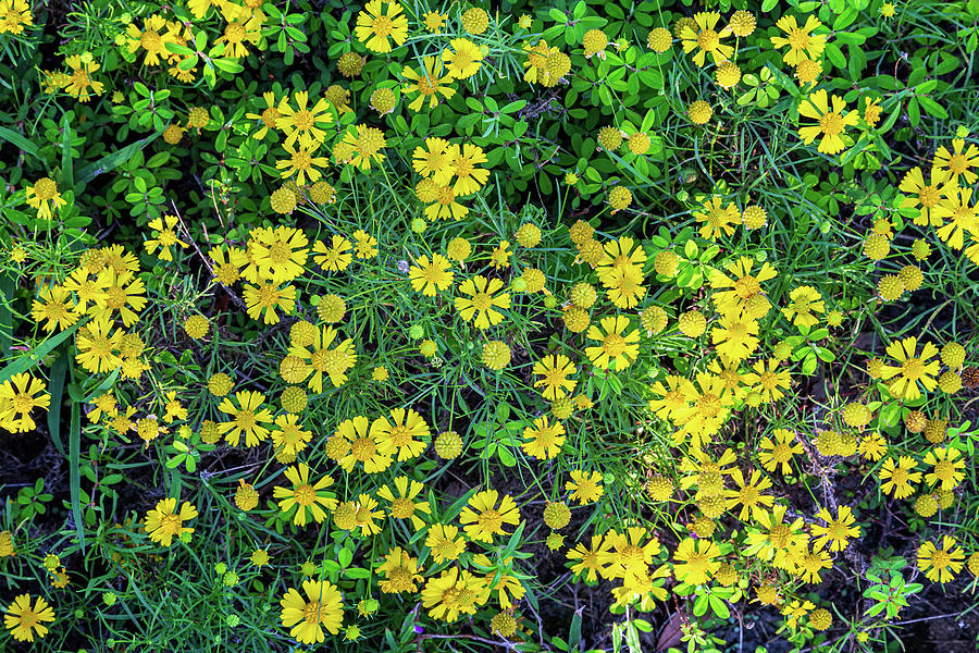 East Texas Sneezeweed Photograph by James Eddy