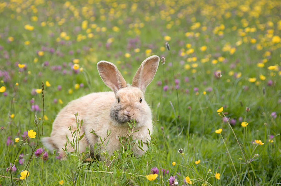 Easter Bunny Photograph by Dageldog