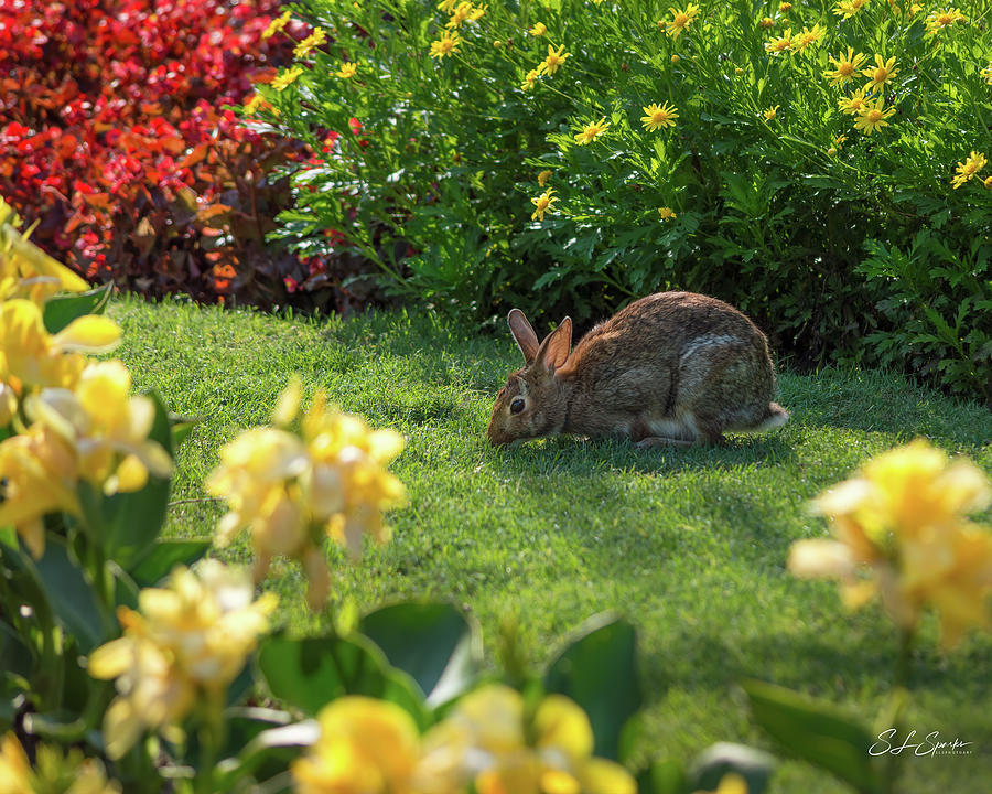 Easter Bunny Photograph by Steven Sparks