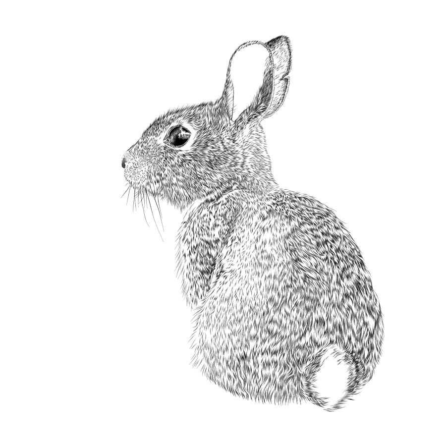 Easter Bunny Vector Ink Drawing Drawing by Andrea_Hill