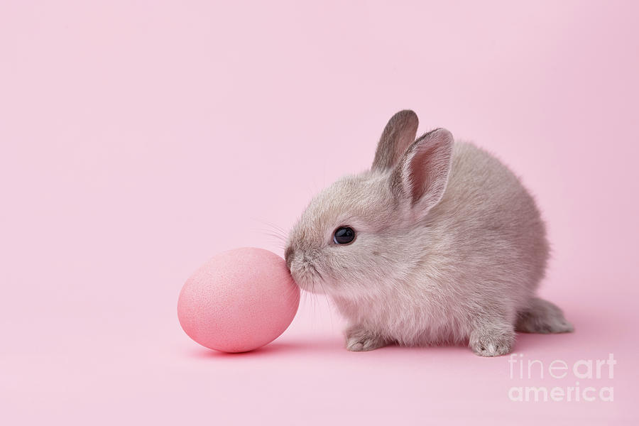 Thỏ trong trứng là hình ảnh thú vị và độc đáo dành cho các bạn trẻ tuổi. Hãy xem ngay hình ảnh liên quan đến từ khóa này và bạn sẽ bị cuốn hút bởi sự hài hước và độc đáo của hình ảnh này.