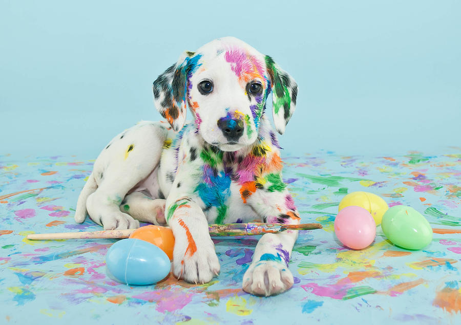 Easter Dalmatain puppy Photograph by StockImage