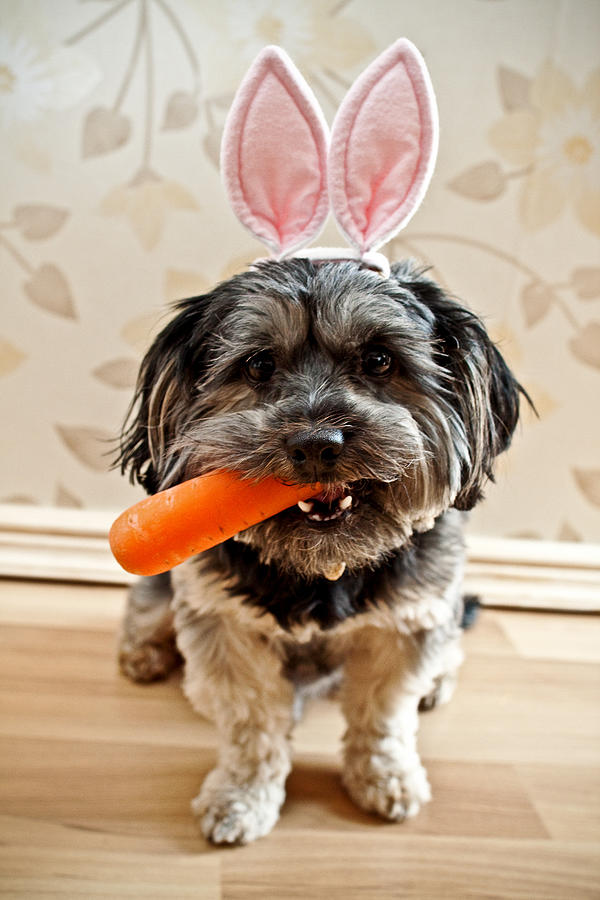 Easter Dog Photograph by Dogs photos by Kirsty Nichol