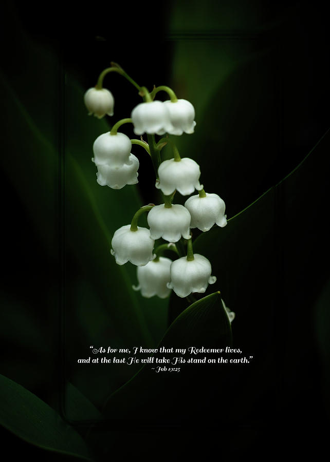 Easter Greeting Or Christian Message  Lily Of The Valley Photograph