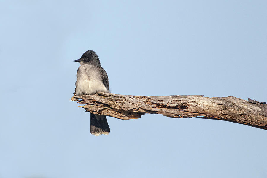 Eastern Kingbird on Lookout in the Croatan National Forest. Photograph by Bob Decker
