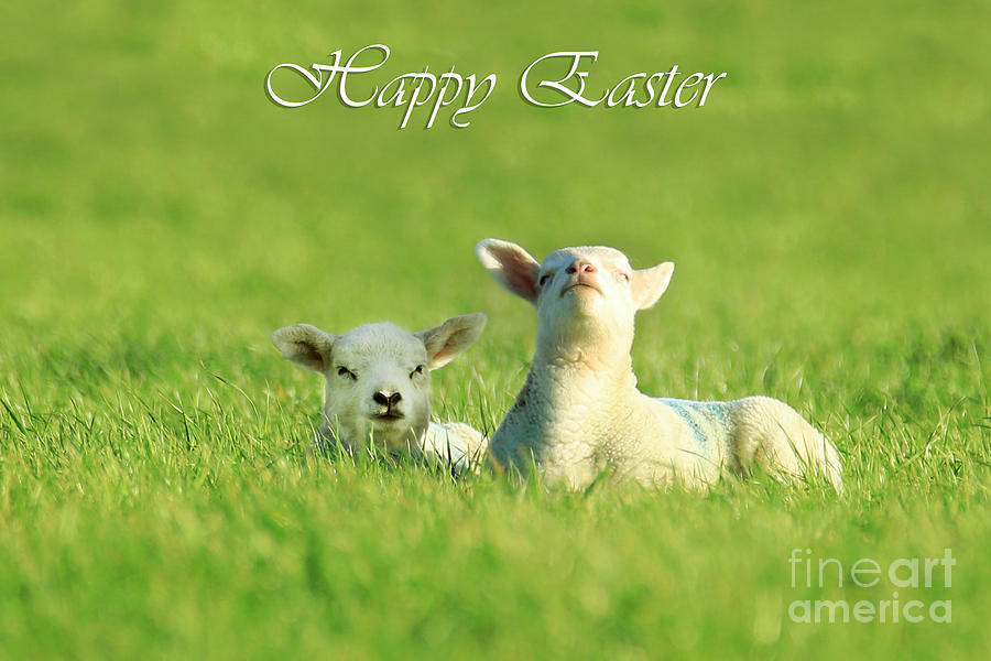 Easter Lambs Photograph by Terri Waters