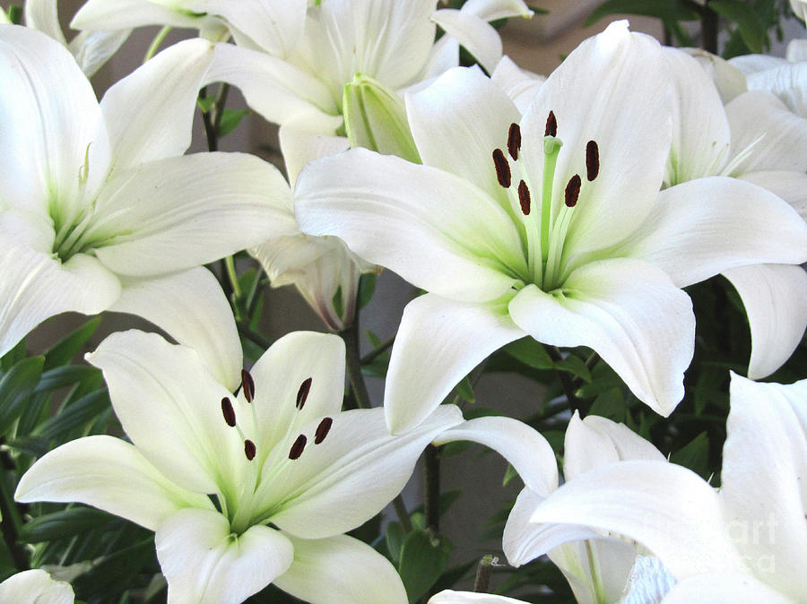 Easter Lilies Photograph by Wendy Golden