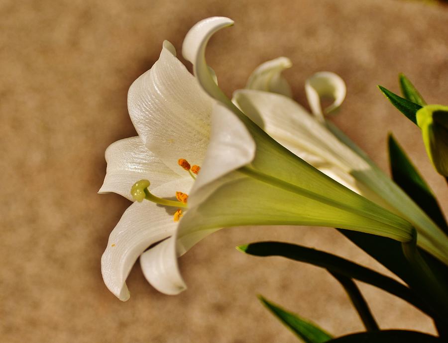 Easter Lily 2021 Side View Photograph by Eileen Brymer