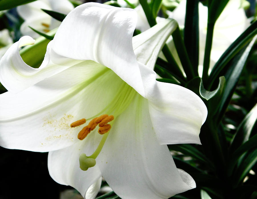 Lily Photograph - Easter Lily by Arlane Crump
