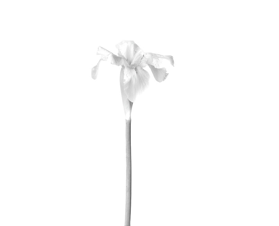 Lily Photograph - Easter Lily, Black and White by AS MemoriesLiveOn