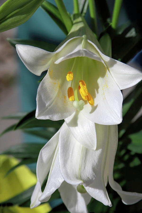 Easter Lily Photograph by Donna Kennedy
