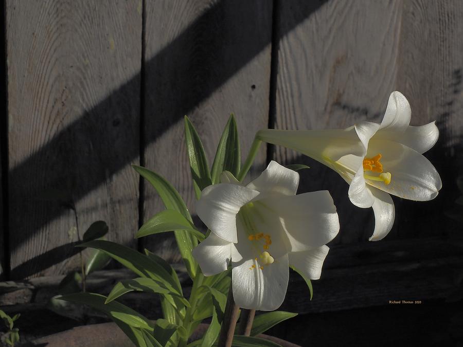 Easter Lily Evening Photograph by Richard Thomas
