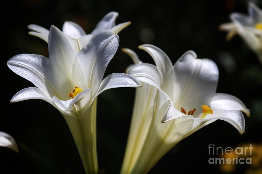 Easter Lily Flowers  Photograph by LaDonna McCray