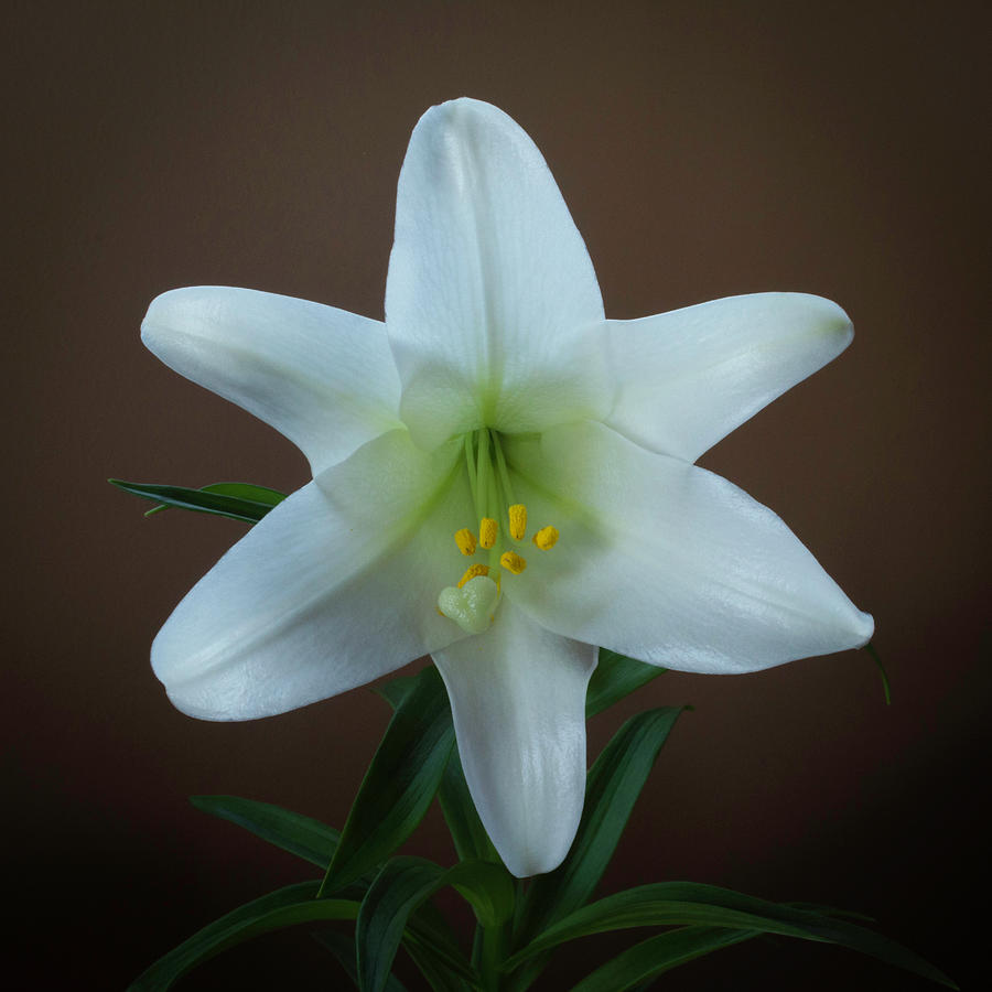 Easter Lily Photograph by Kenneth Cole