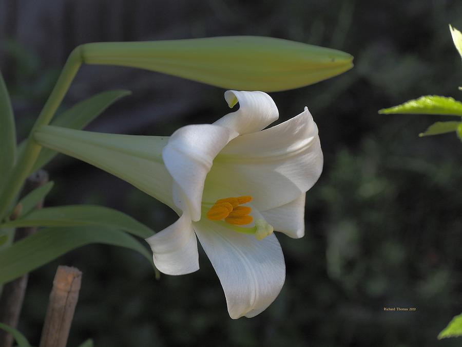 Easter Lily Late Bloom Photograph by Richard Thomas
