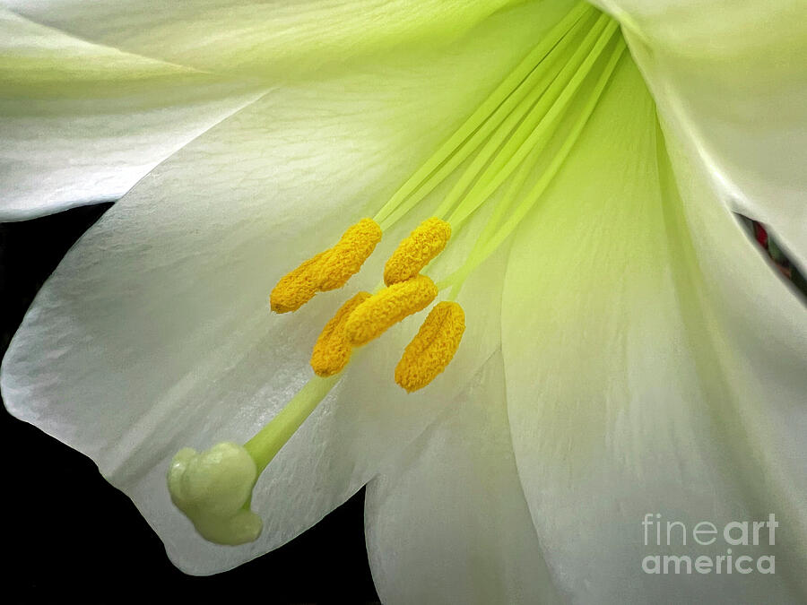 Easter Lily Light 2024 Photograph By Karen Adams Fine Art America   Easter Lily Light 2024 Karen Adams 