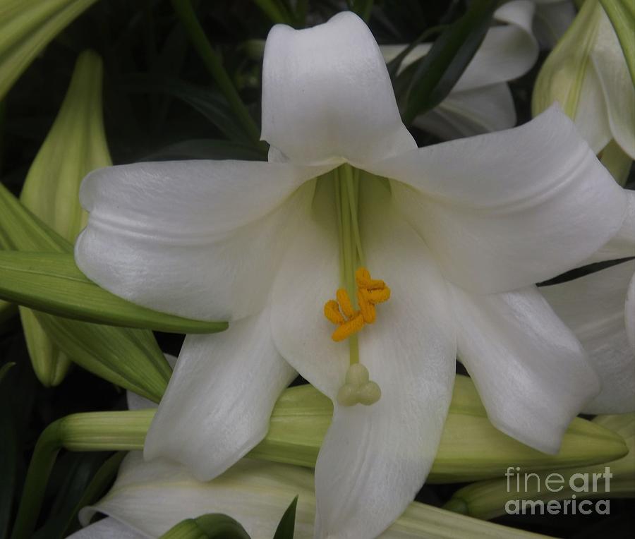 Easter Lily Photograph by Lingfai Leung