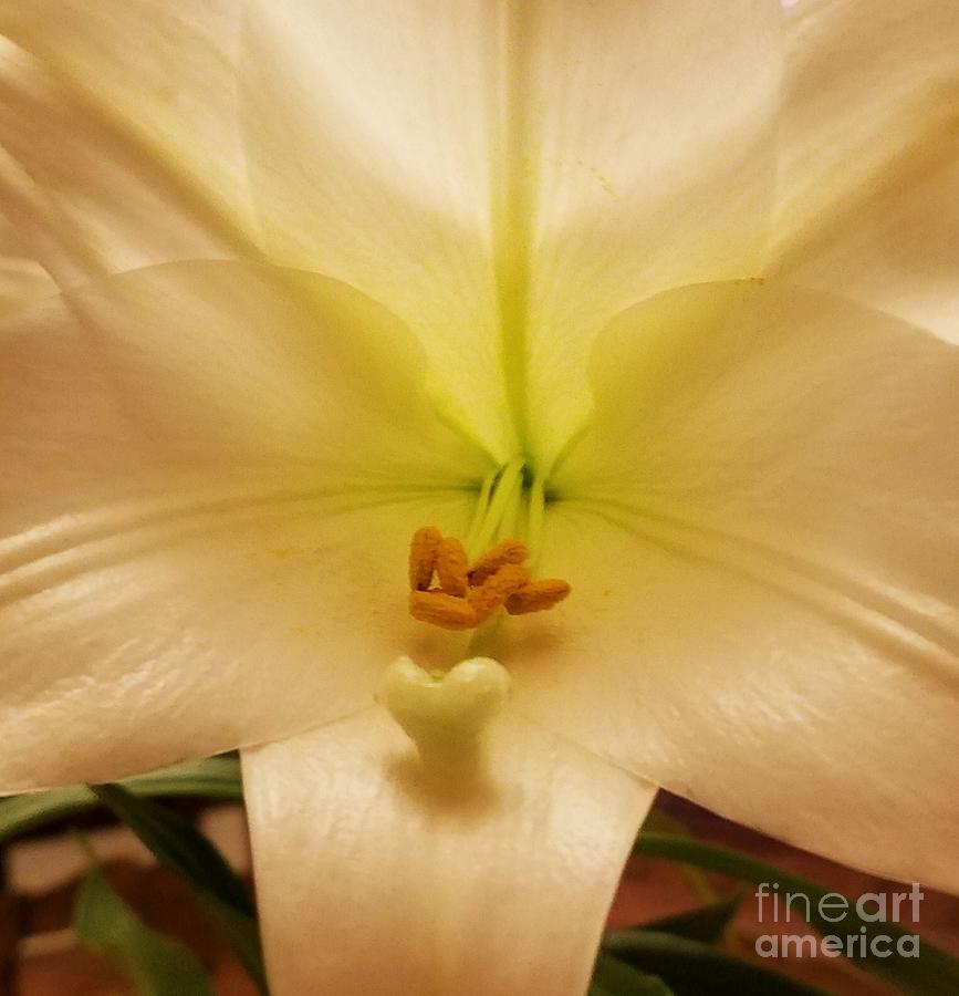Easter Lily Maxi Macro Photograph by Marcus Dagan