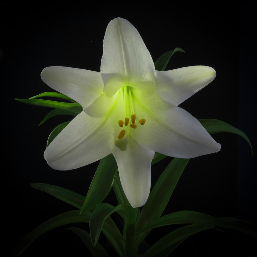 Easter Lily on black Photograph by Kenneth Cole