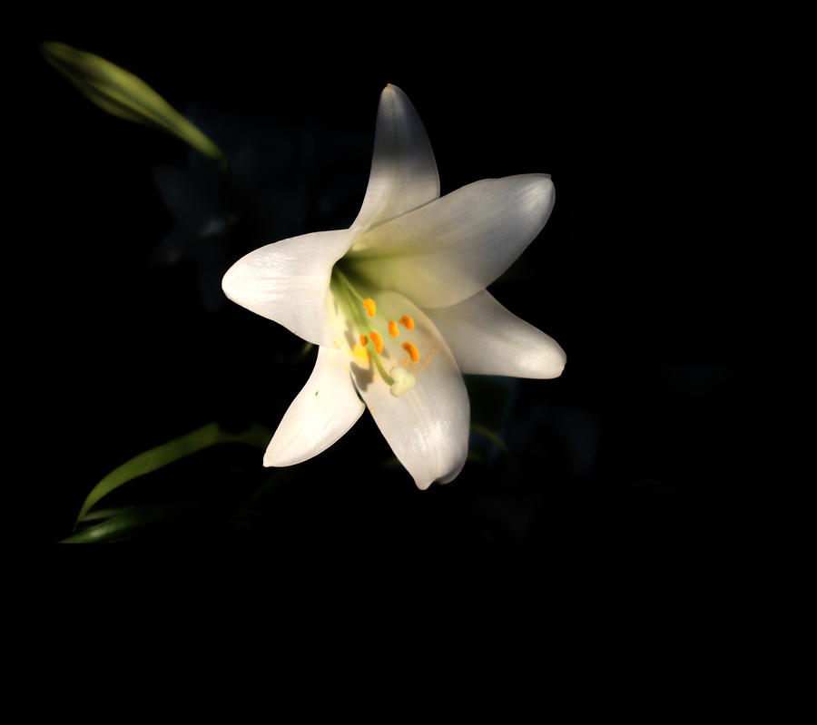 Easter Lily on Black Photograph by Russel Considine