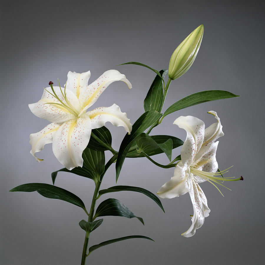 Easter Lily Photograph by Spike Mafford