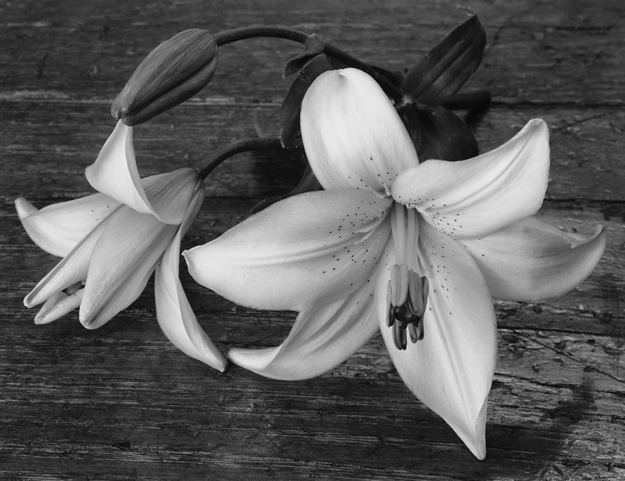 Lily Photograph - Easter Lily by Tony Ramos