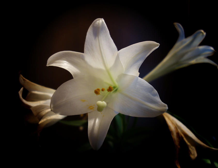 Easter Lily Two Photograph by Russel Considine