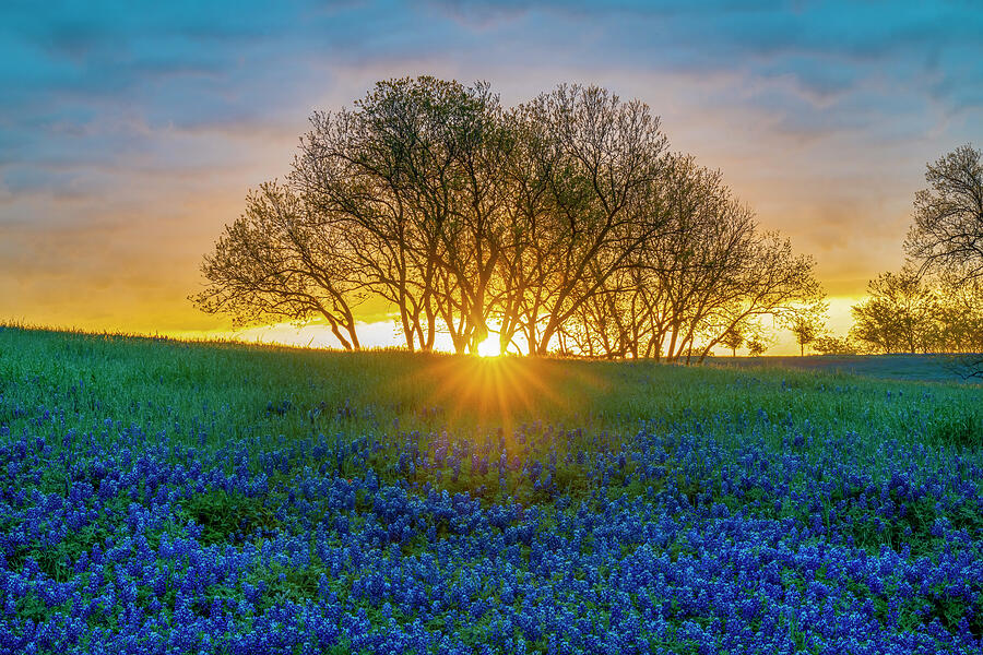 Easter Morning Bluebonnets - 14294 Photograph by Wall Art Of Texas