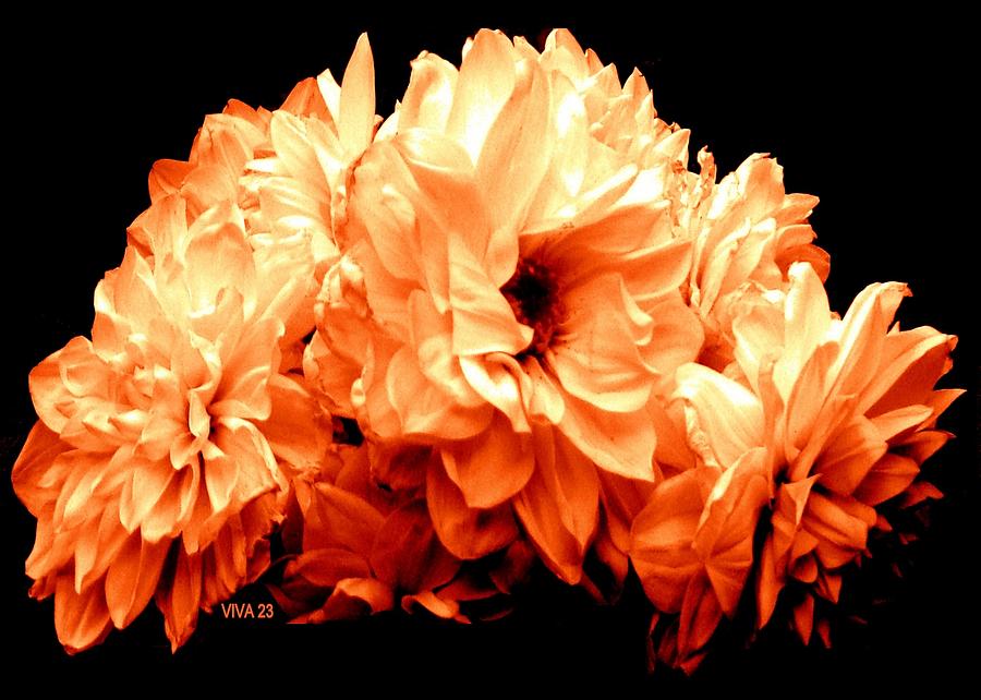 EASTER  MUMS  -- Orange Photograph by VIVA Anderson
