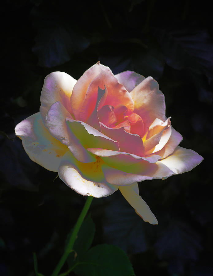 Easter Rose Digital Art by Don Wright