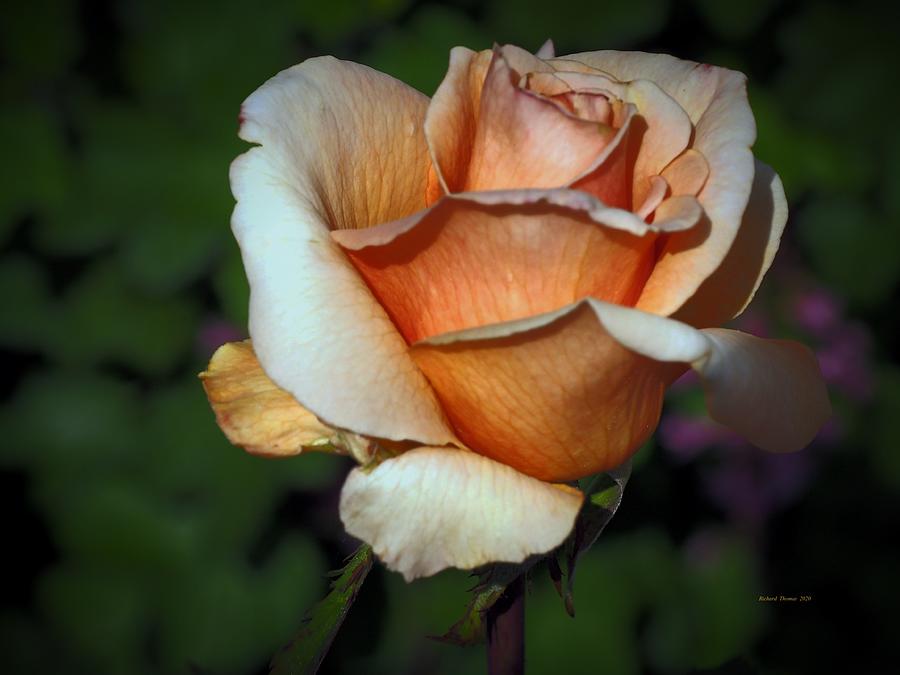 Easter Rose Photograph by Richard Thomas