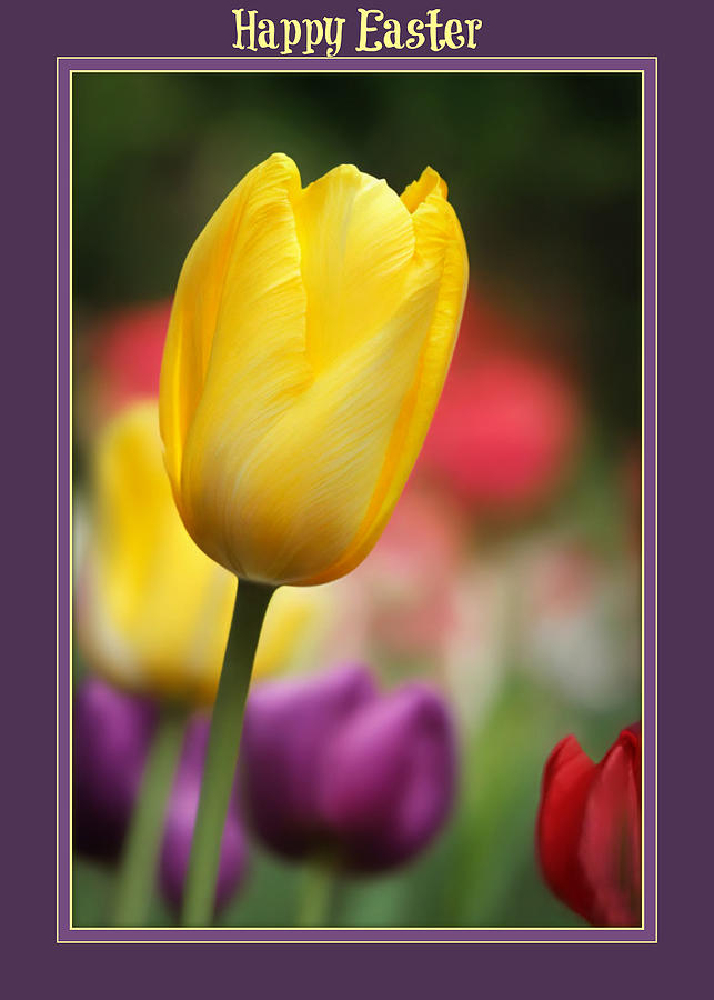 Nature Photograph - Easter Tulips Greeting Card by Marilyn DeBlock