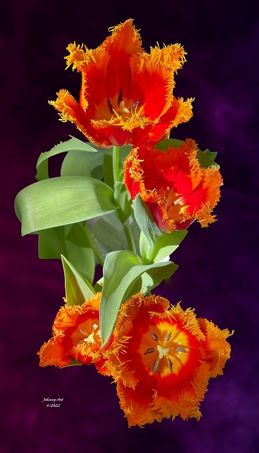 Easter Tulips Photograph by John Anderson