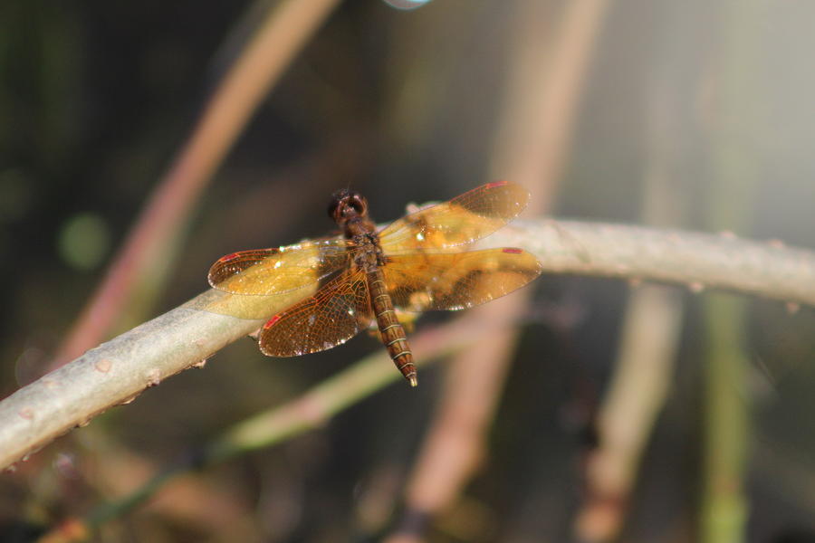 Eastern Amberwing Photograph by Callen Harty