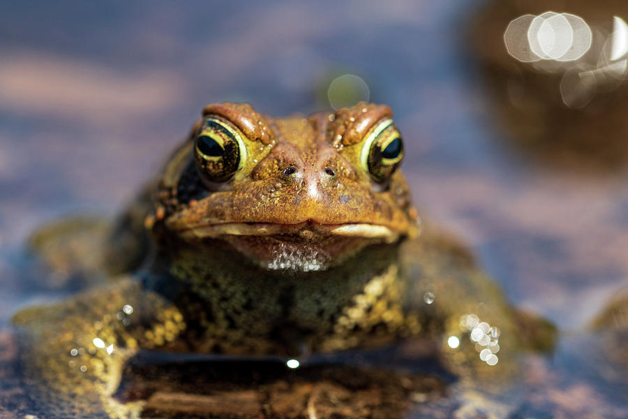Eastern American Toad Photograph by Amelia Pearn
