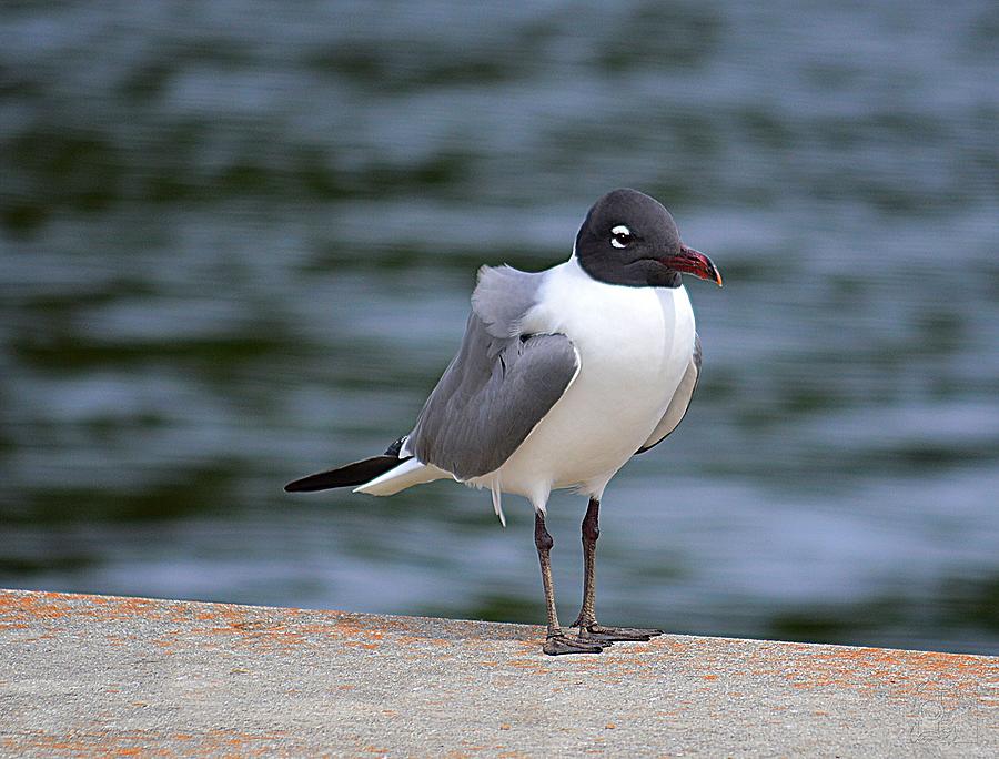 Eastern Black Head Seagull Photograph by Steve Allen | Pixels