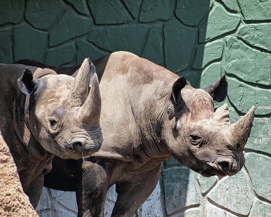 Eastern Black Rhinoceros Photograph by Scott Olsen