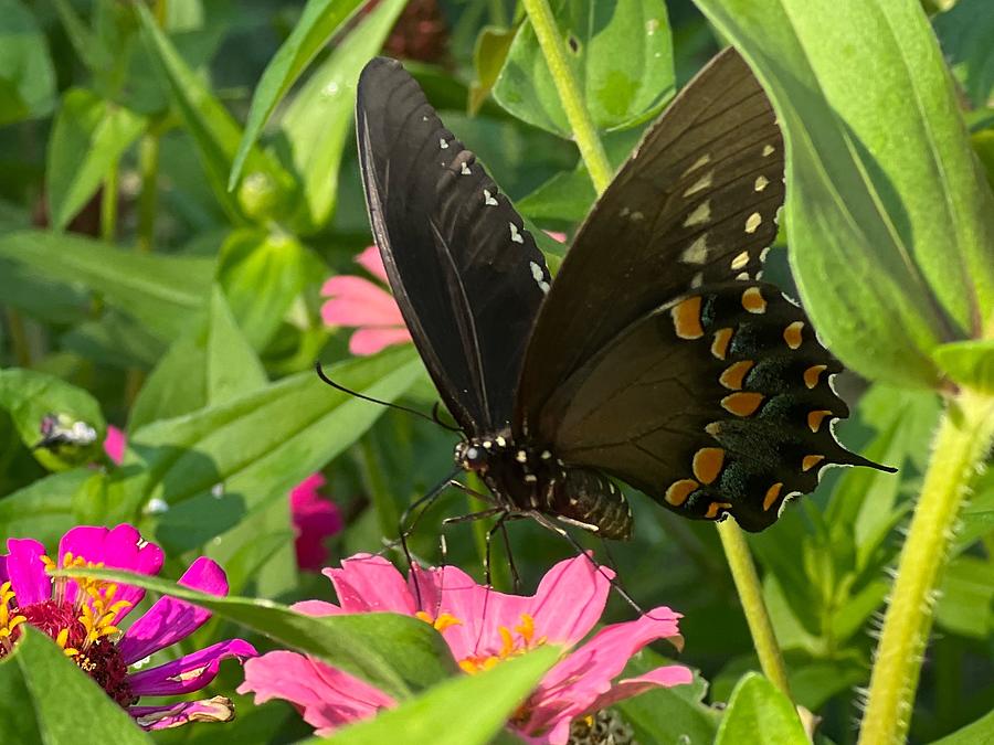Eastern Black Swallowtail 2 Photograph by AList Art Gallery