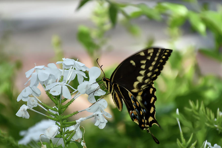 Eastern Black Swallowtail Butterfly On White Flowers Photograph by Christopher Mercer