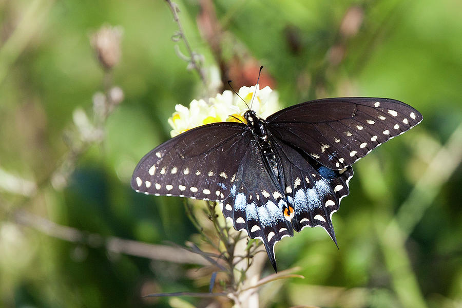 Eastern Black Swallowtail butterfly Photograph by Tony Mills