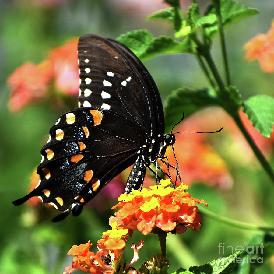 Eastern Black Swallowtail Photograph