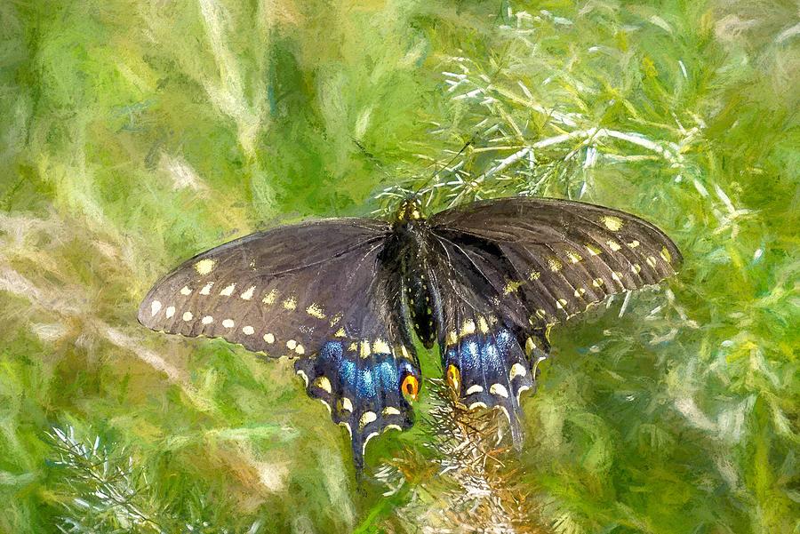 Eastern Black Swallowtail Painting by Susan Rydberg