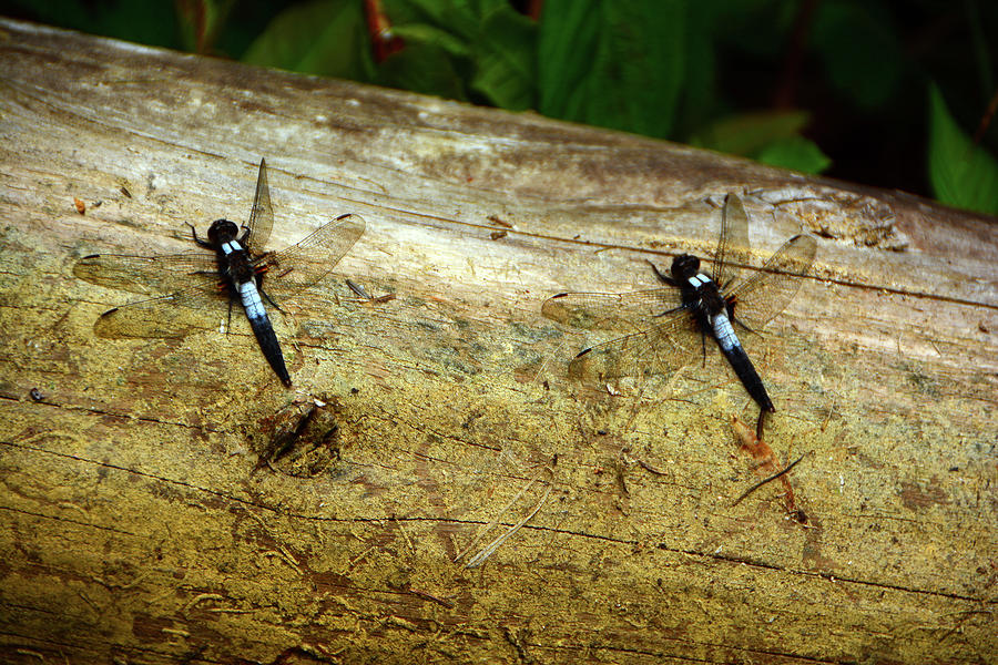 Eastern Blacktail Dragonflies Photograph by Raymond Salani III