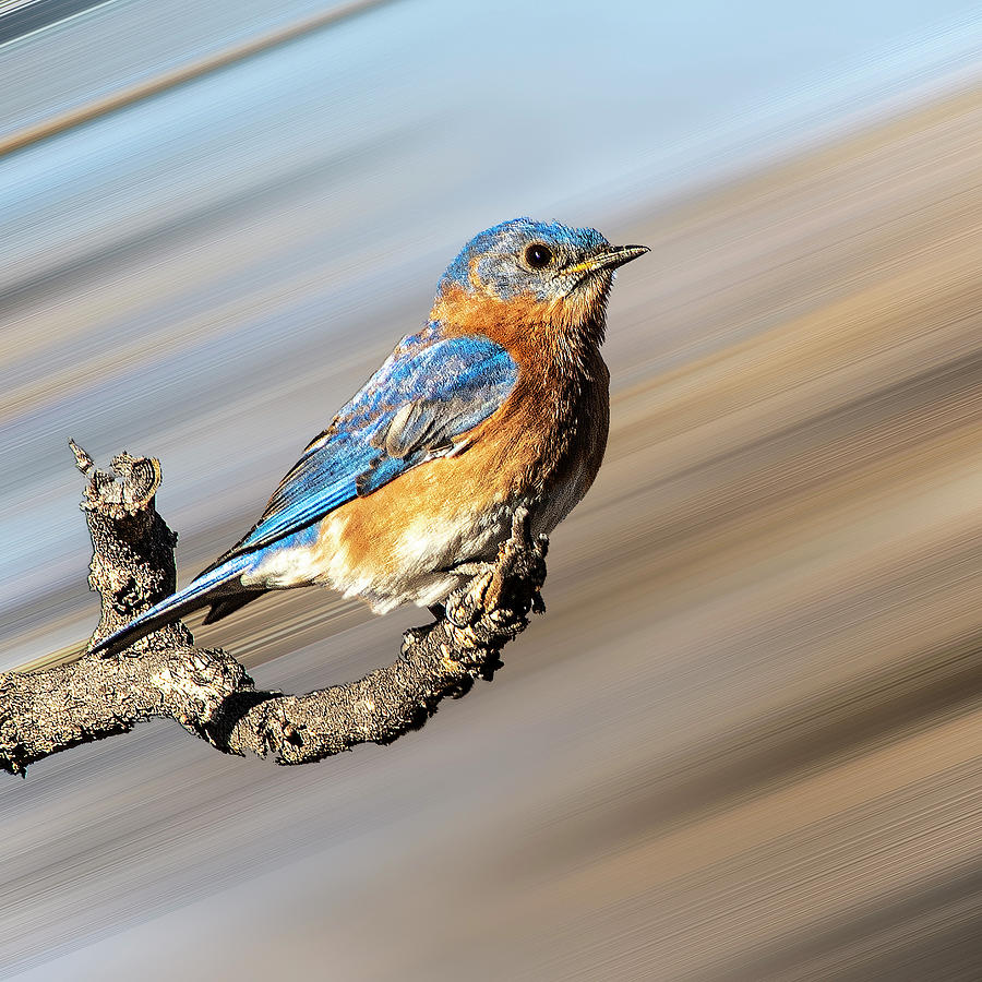 Eastern Blue Bird Photograph by Daniel Hebard