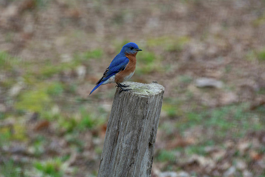 Eastern Bluebird Photograph by Linda Segerson