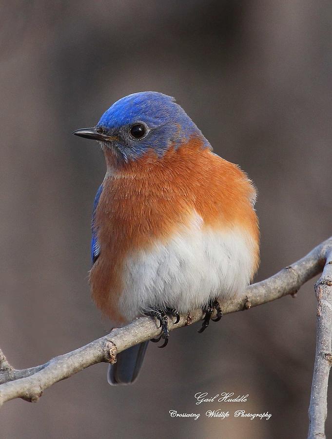 Eastern Bluebird-01 Photograph by Gail Huddle - Fine Art America