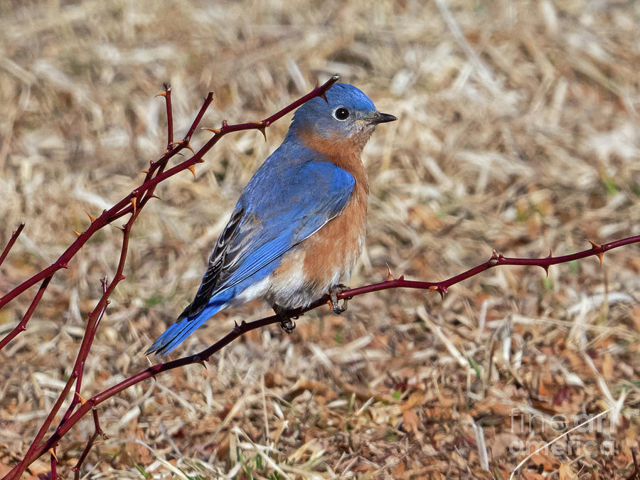 Eastern Bluebird 1 Photograph by Butch Lombardi