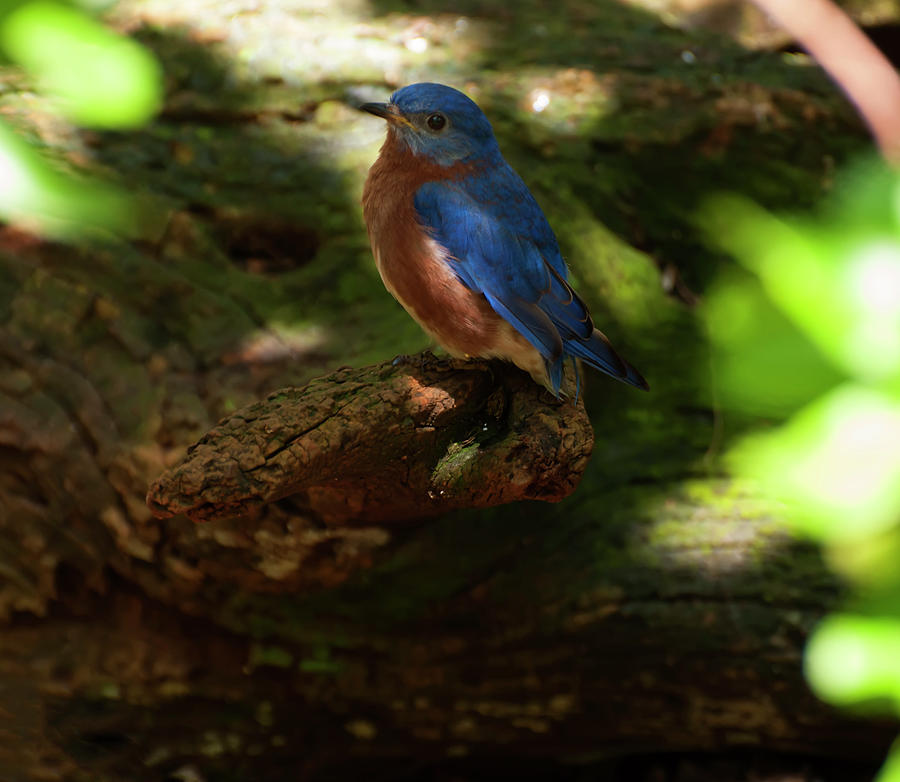 eastern bluebird 1 by Chris Flees eastern bluebird 1 by Chris Flees